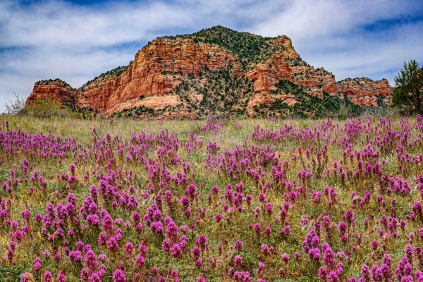 Clover Fields in Sedona by Jim Radford