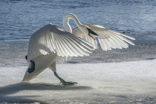 Swan on Guard Digital Download
