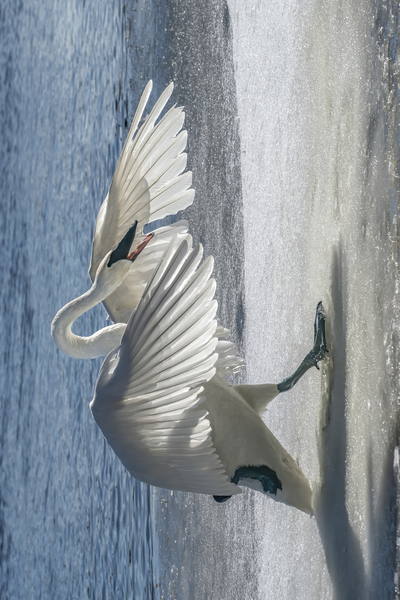 Swan on Guard by Jim Radford