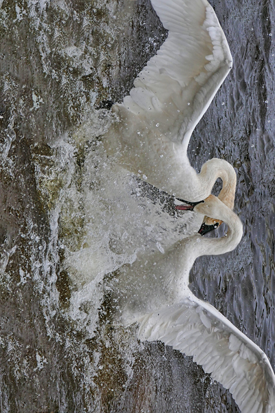 Battling Swans by Jim Radford