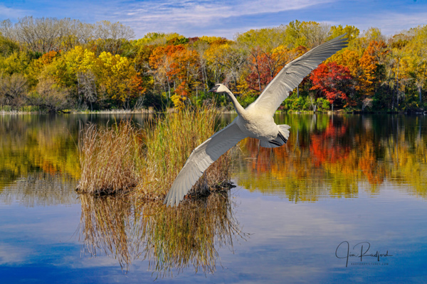 Landing Swan by Jim Radford