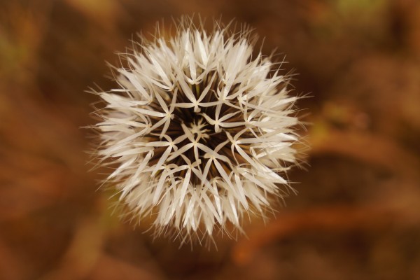 Silver Puff by Jim Radford