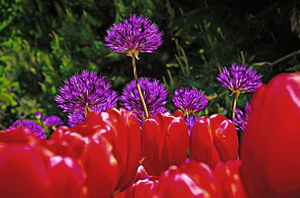 Flowers of color by Jim Radford