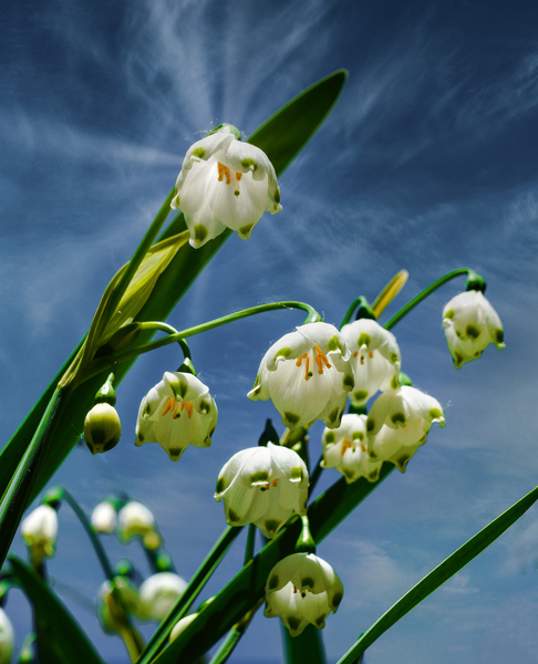 Flower bells are ringing by Jim Radford