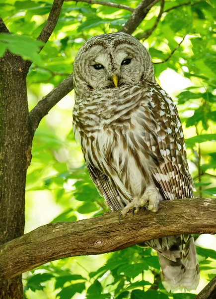 Barred Owl  by Jim Radford