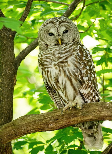 Barred Owl  Téléchargement Numérique