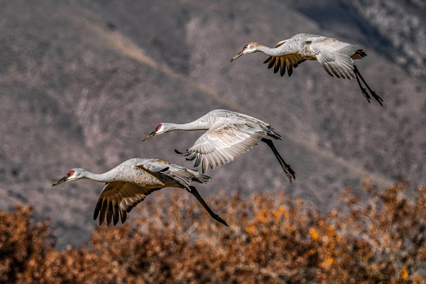 Family of Three by Jim Radford