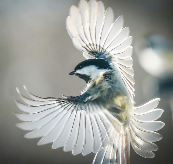 Small bird - big wings by Jim Radford