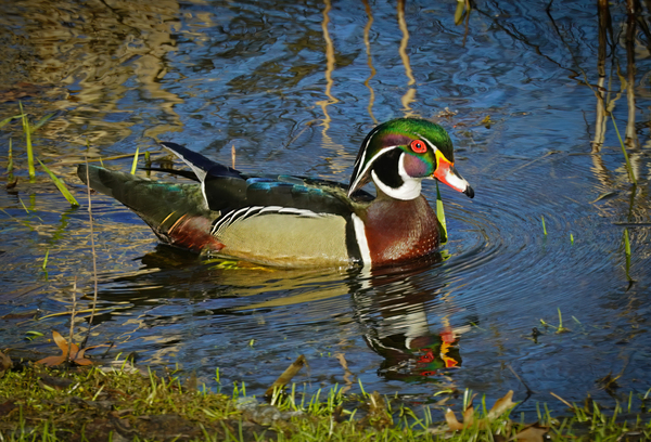 Wood Duck in Minnesota by Jim Radford