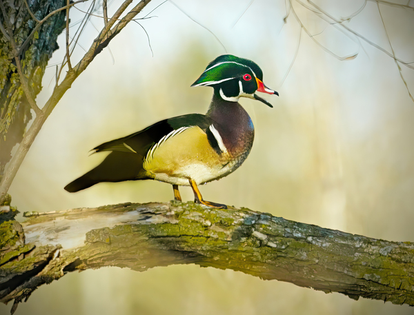 Wood duck by Jim Radford