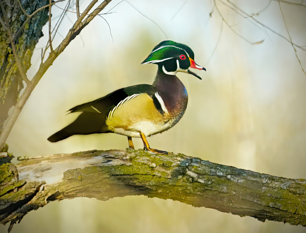 Wood duck Digital Download