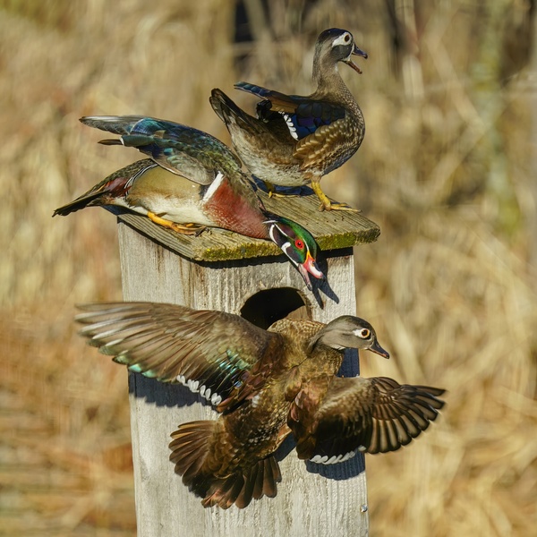 Wood duck squabble by Jim Radford