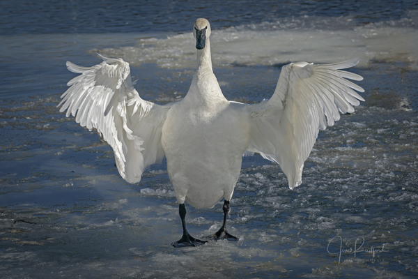 Embracing Swan Téléchargement Numérique