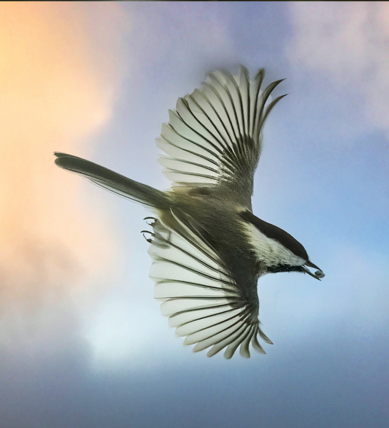 Chickadee on the wing by Jim Radford
