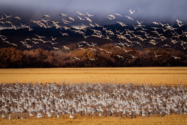 Snowbird Migration Téléchargement Numérique