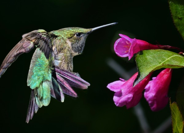 Hovering Hummer by Jim Radford