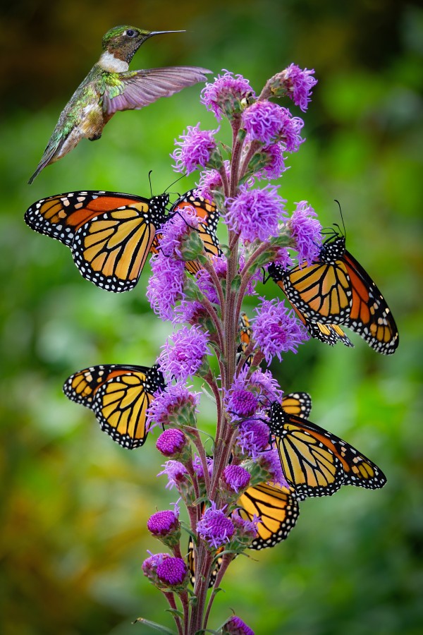 Sweet Nectar by Jim Radford