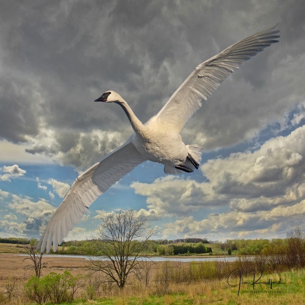 Swan on the Wing by Jim Radford