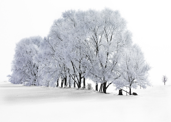 Hoarfrost in Minnesota by Jim Radford