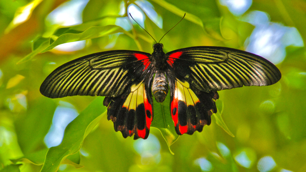 Scarlet Swallow Butterfly by Jim Radford