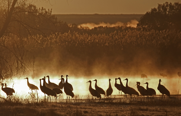 Sandhill crane migration by Jim Radford