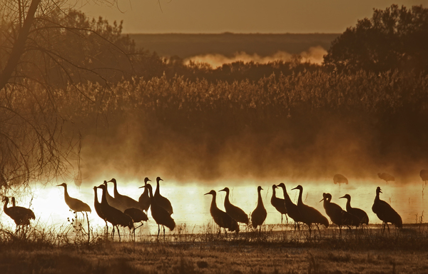 Sandhill crane migration Digital Download