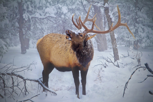 Grand Canyon Elk by Jim Radford