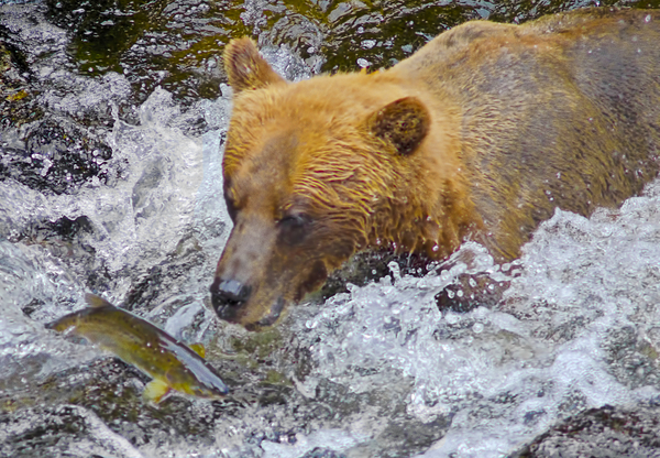 Dinner for grizzly  by Jim Radford