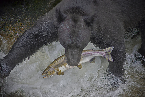 Black bear dinner Téléchargement Numérique