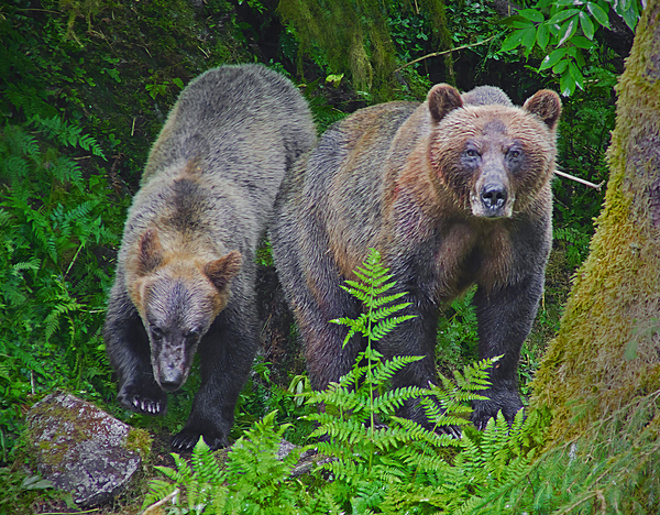 Alaskan Grizzly Bears Téléchargement Numérique