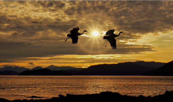 Sandhill cranes over Alaska by Jim Radford