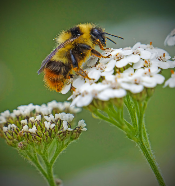 Honeybee on flower by Jim Radford