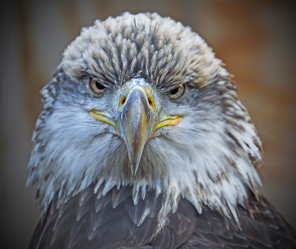 Bald Eagle Téléchargement Numérique