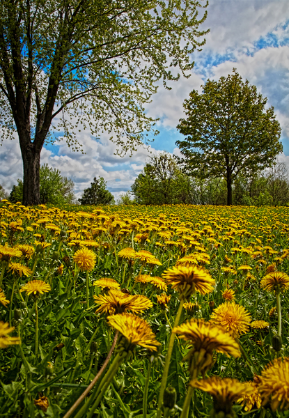 A crowd of dandelion by Jim Radford