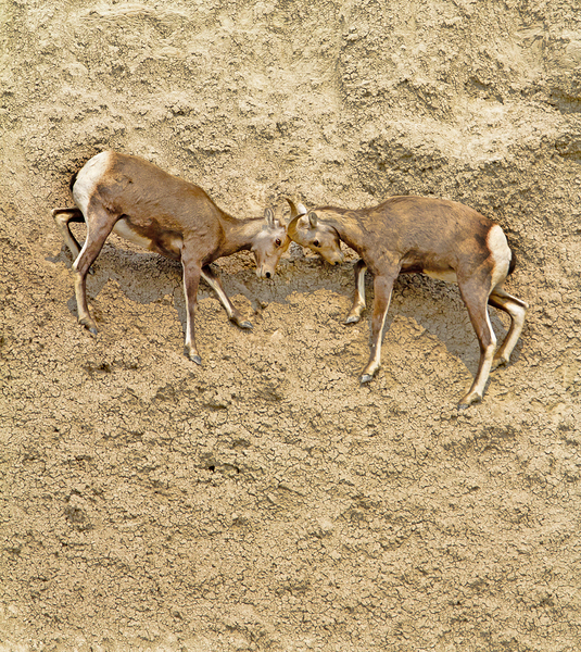 Jousting Big Horn Sheep by Jim Radford