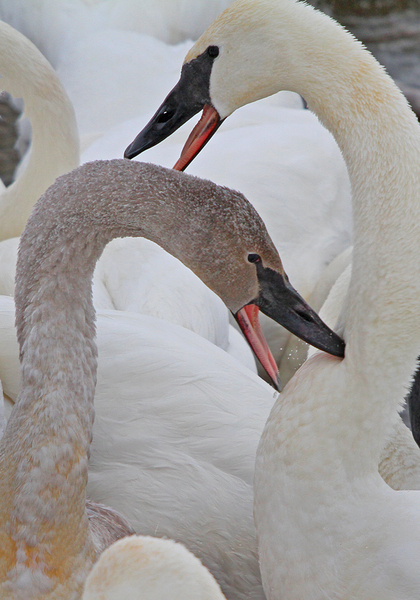 Pecking Trumpets by Jim Radford
