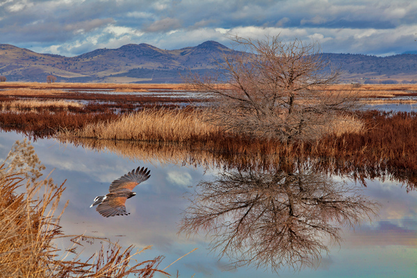  Klamath Refuge Hawk by Jim Radford