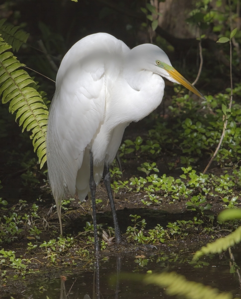 Egret in the Everglades by Jim Radford