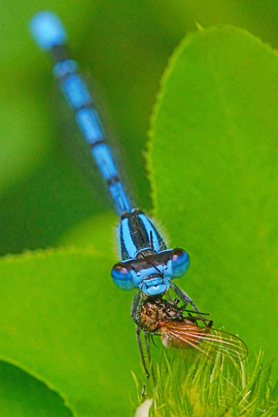 Damselfly and bee Téléchargement Numérique