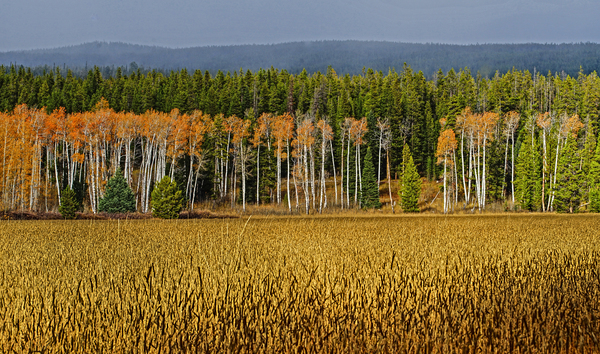 Aspen on display by Jim Radford