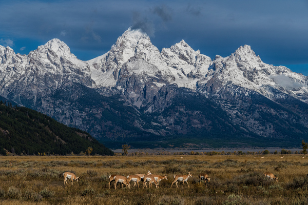 Pronghorns at home by Jim Radford