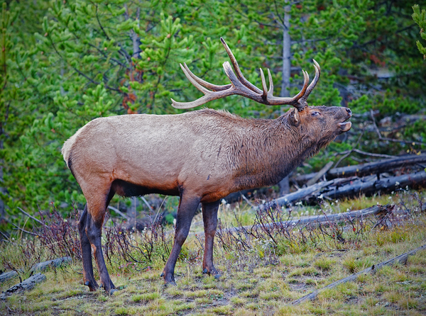 Alert call — bull elk by Jim Radford