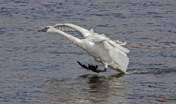 Three point landing  by Jim Radford