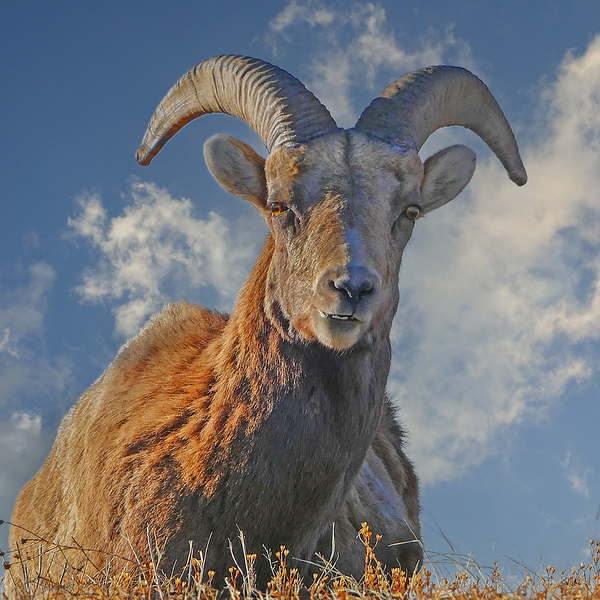 Bighorn Sheep grazing by Jim Radford