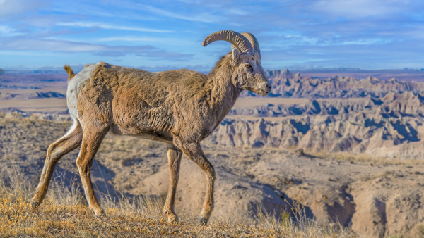 Badlands bighorn sheep by Jim Radford