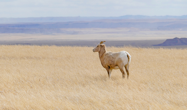 Bighorns in the Badlands Digital Download