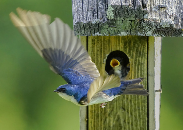 Tree swallow home by Jim Radford