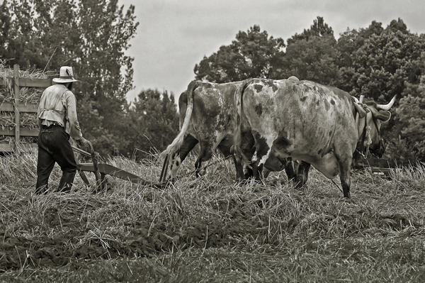 Farming with Oxen  by Jim Radford