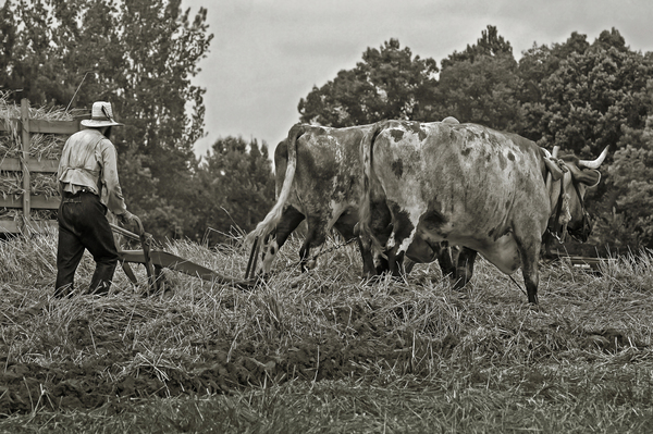 Farming with Oxen  Téléchargement Numérique