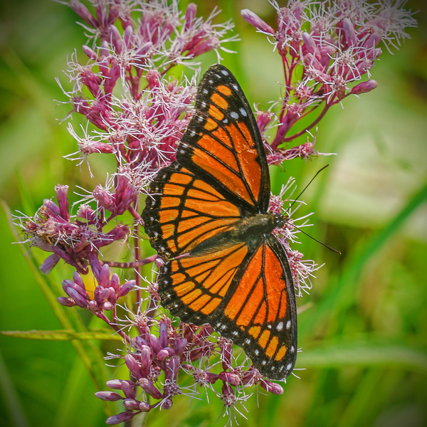 Monarch with spread wings by Jim Radford